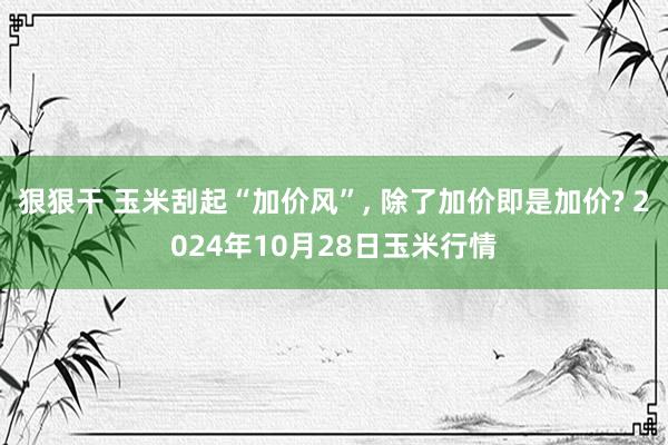 狠狠干 玉米刮起“加价风”， 除了加价即是加价? 2024年10月28日玉米行情